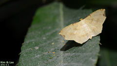 Pareclipsis gracilis