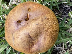 Boletus subvelutipes