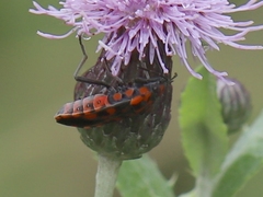 Spilostethus saxatilis