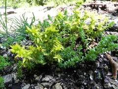 Sedum acre