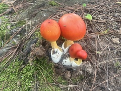 Amanita