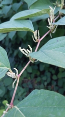 Reynoutria sachalinensis