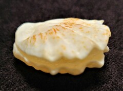 Plicatula gibbosa