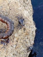 Pachygrapsus marmoratus