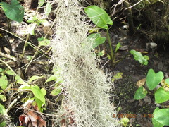 Tillandsia usneoides