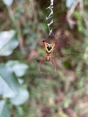 Micrathena sagittata