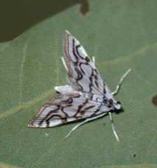 Nymphula nitidulata