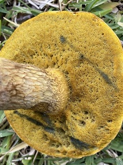 Boletus subvelutipes