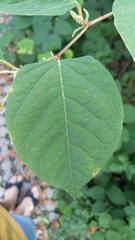 Reynoutria sachalinensis