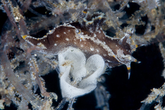 Polycera hedgpethi