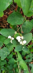 Symphoricarpos albus