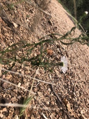 Symphyotrichum porteri