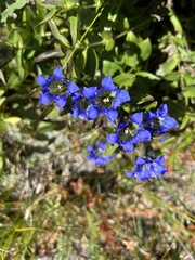 Gentiana parryi
