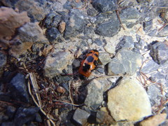 Episcaphula australis