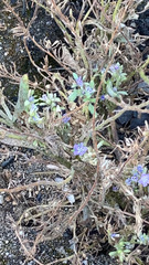 Phacelia humilis