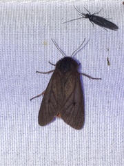 Phragmatobia fuliginosa