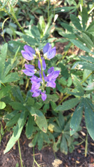 Lupinus latifolius