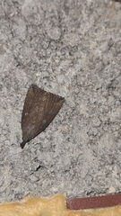 Hypena rostralis