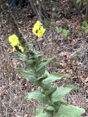 Verbascum phlomoides