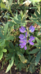 Lupinus latifolius