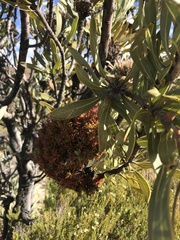 Protea witches broom phytoplasma