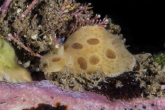 Diaulula sandiegensis