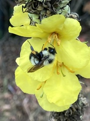 Verbascum phlomoides