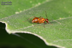 Camponotus castaneus
