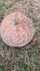 Monilinia fructigena