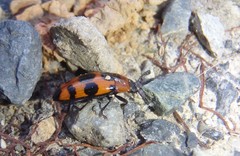 Episcaphula australis