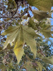 Platanus racemosa