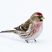 Common Redpoll - Photo (c) Bill Bouton, some rights reserved (CC BY-NC)