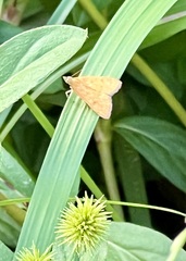 Pyraustini