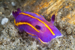 Felimida macfarlandi