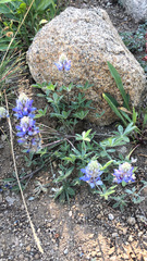 Lupinus lepidus