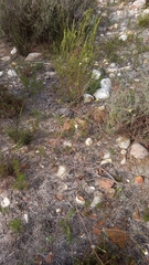 Lachnaea capitata