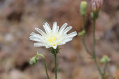 Calycoseris wrightii