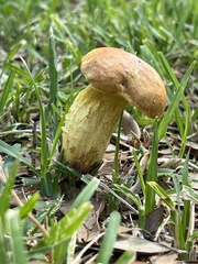 Pulchroboletus rubricitrinus