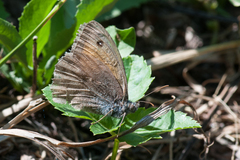 Hyponephele lupinus