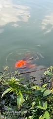 Cyprinus rubrofuscus