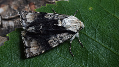 Acronicta alni