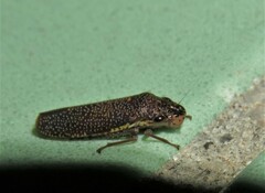 Paraulacizes irrorata