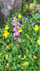 Pedicularis attollens