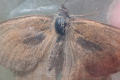 Hyponephele lupinus
