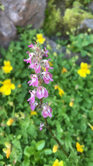 Pedicularis attollens