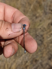 Lestes disjunctus