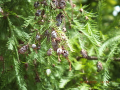 Taxodiomyia cupressiananassa