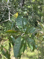 Quercus imbricaria