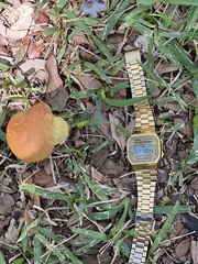 Pulchroboletus rubricitrinus