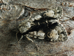 Acronicta alni